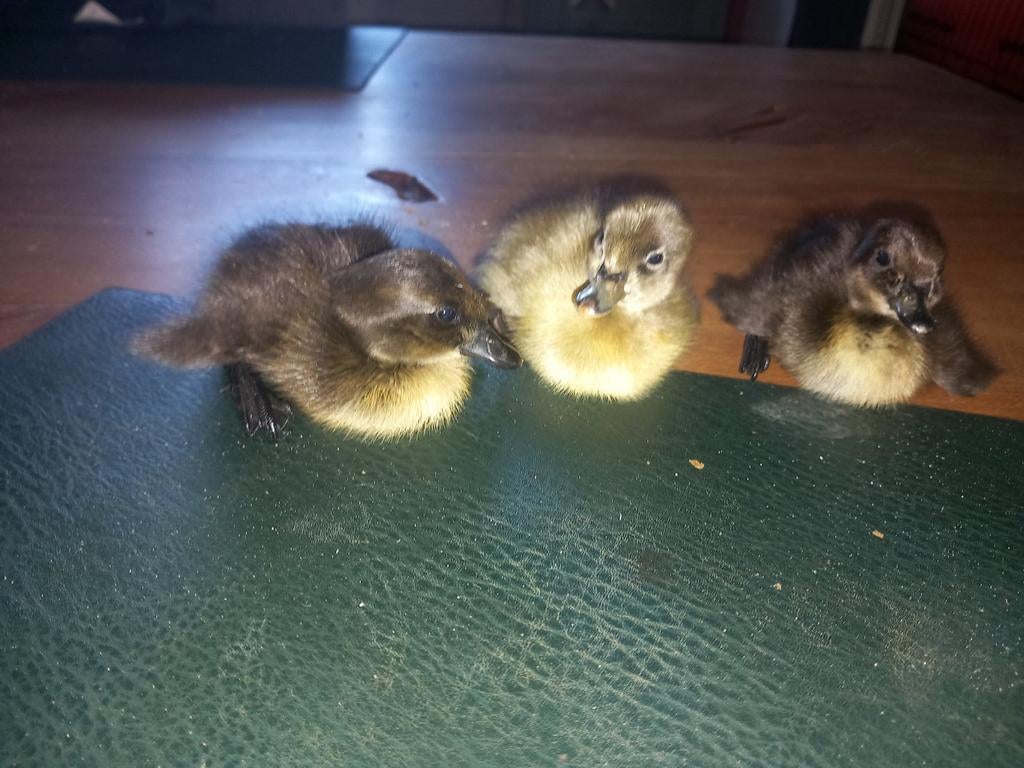 Loopeend kuikens, Dieren en Toebehoren, Pluimvee, Geslacht onbekend, Eend