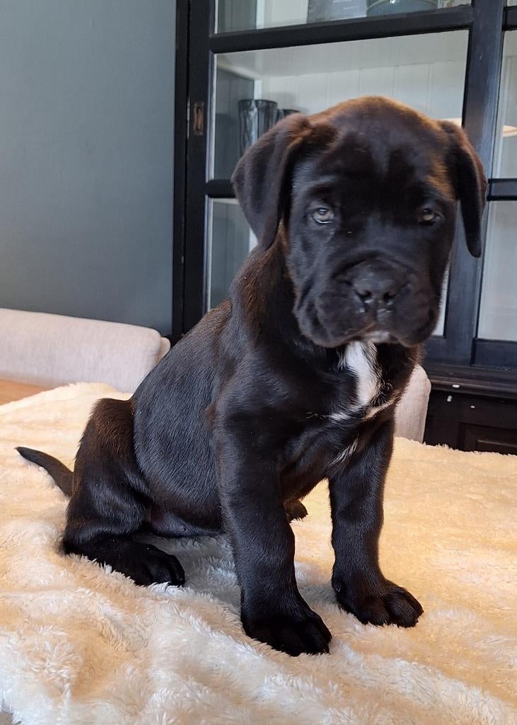 🩵 Prachtig Cane Corso teefje!, Overige rassen, 8 tot 15 weken, Meerdere, Meerdere dieren