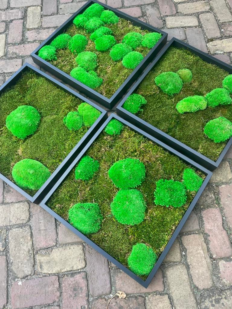4x Mos schilderij in zwarte lijst, 52cm vierkant, Ophalen, Groen, Gebruikt, Schilderij