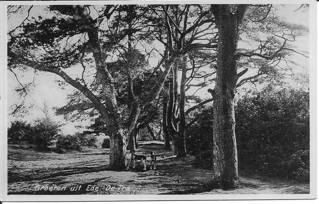 Groeten uit Ede. De Traa., Ophalen of Verzenden, 1960 tot 1980, Ongelopen, Gelderland