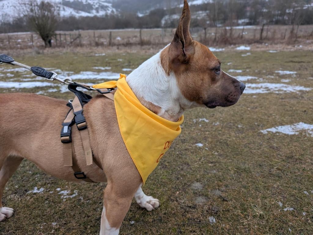 Knappe kleine Delilah of lieve Svend zoeken hun 4 ever home., Dieren en Toebehoren, Particulier, Buitenland, Teef, Eén hond