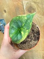 Alocasia platinum variegata plant aurea yellow lemon mint, Ophalen of Verzenden, Halfschaduw, Minder dan 100 cm