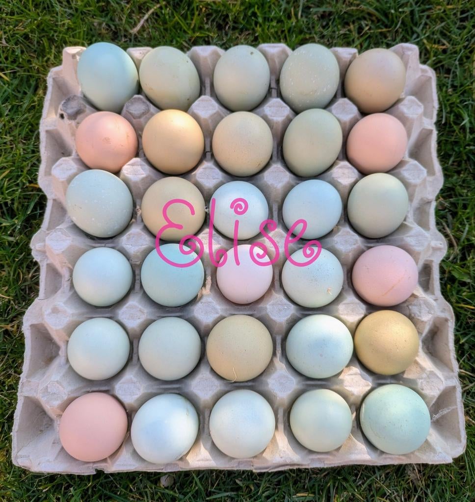 Broedeieren kleurleggers kippen olijfleggers easter eggers, Dieren en Toebehoren, Pluimvee, Kip, Vrouwelijk