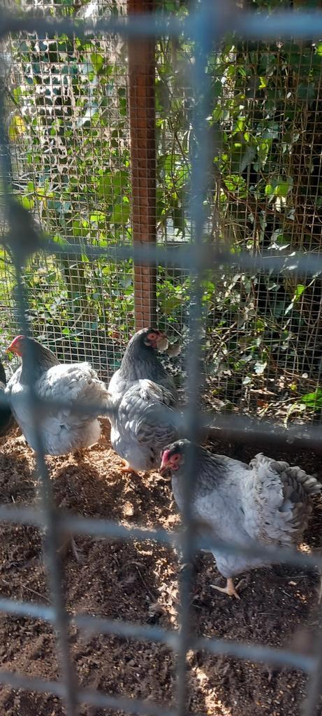 Te koop broedeieren van de wyandotte kriel, Dieren en Toebehoren, Pluimvee, Kip, Geslacht onbekend