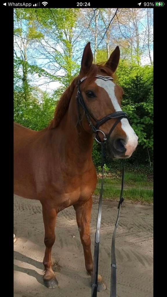 Lieve New Forest Ruin Zoekt een 5️Huisje/weide, Ruin, D pony (1.37m tot 1.48m), Gechipt, 11 jaar of ouder