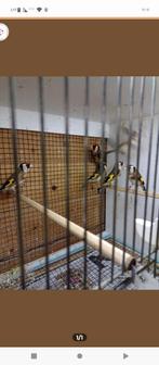 Te koop bloem putters van 2025 manen en popen goed gering 2., Meerdere dieren, Wildzangvogel