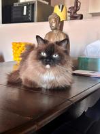 Ragdoll poes (gesteriliseerd), Dieren en Toebehoren, Poes, Gechipt, 3 tot 5 jaar