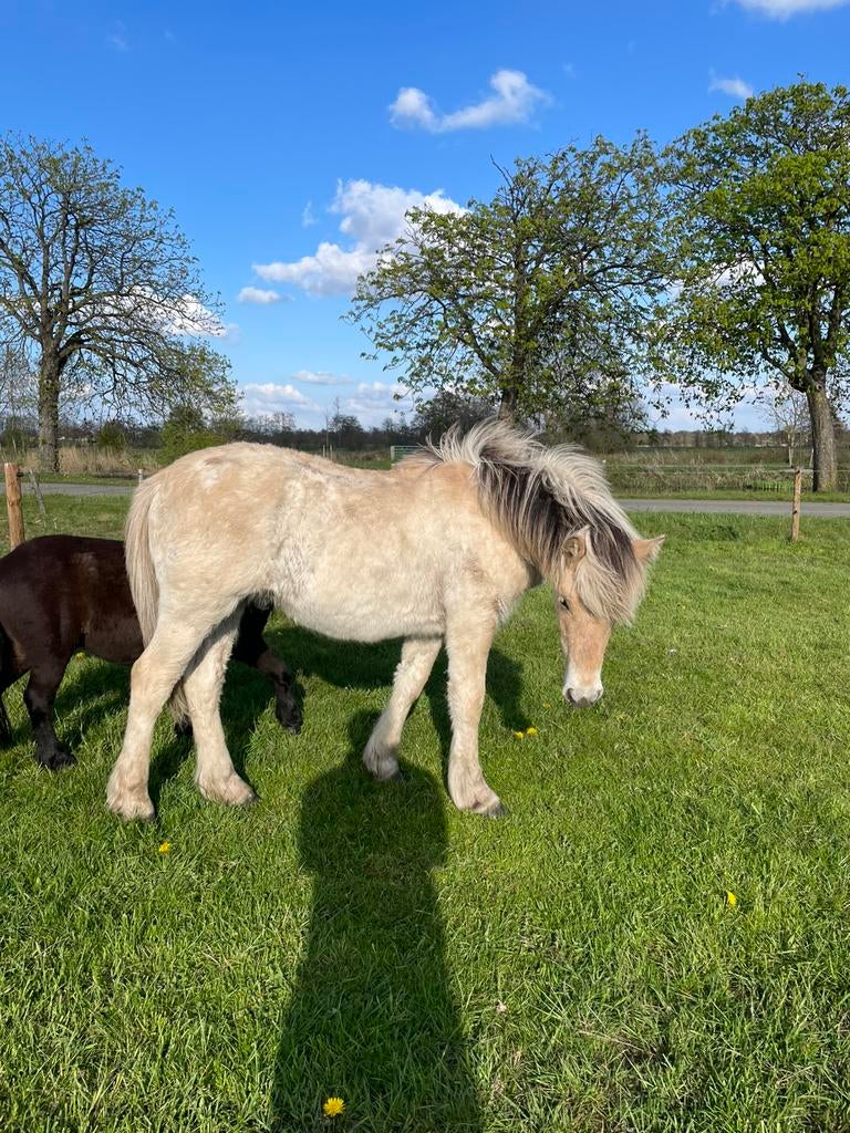 Te koop Fjord en bereden D pony, Meerdere dieren, Gechipt