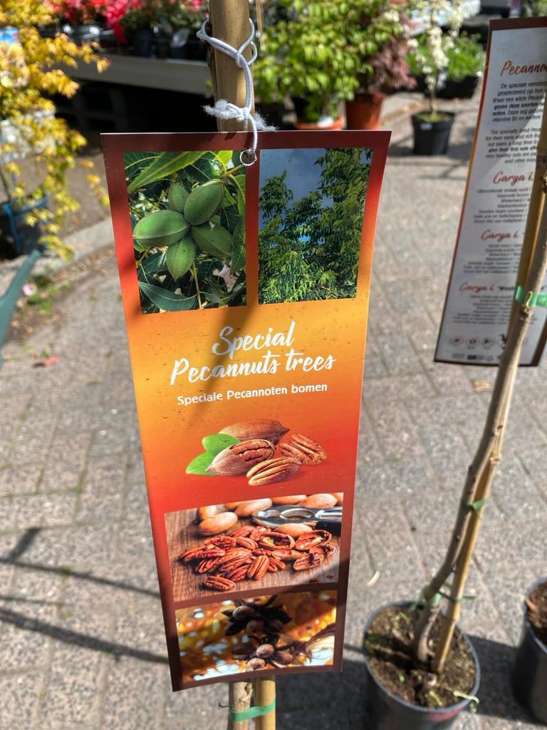 Pecannootbomen: Carya illinoin Mohawk en Pawnee, Ophalen, Lente, Overige soorten, Volle zon