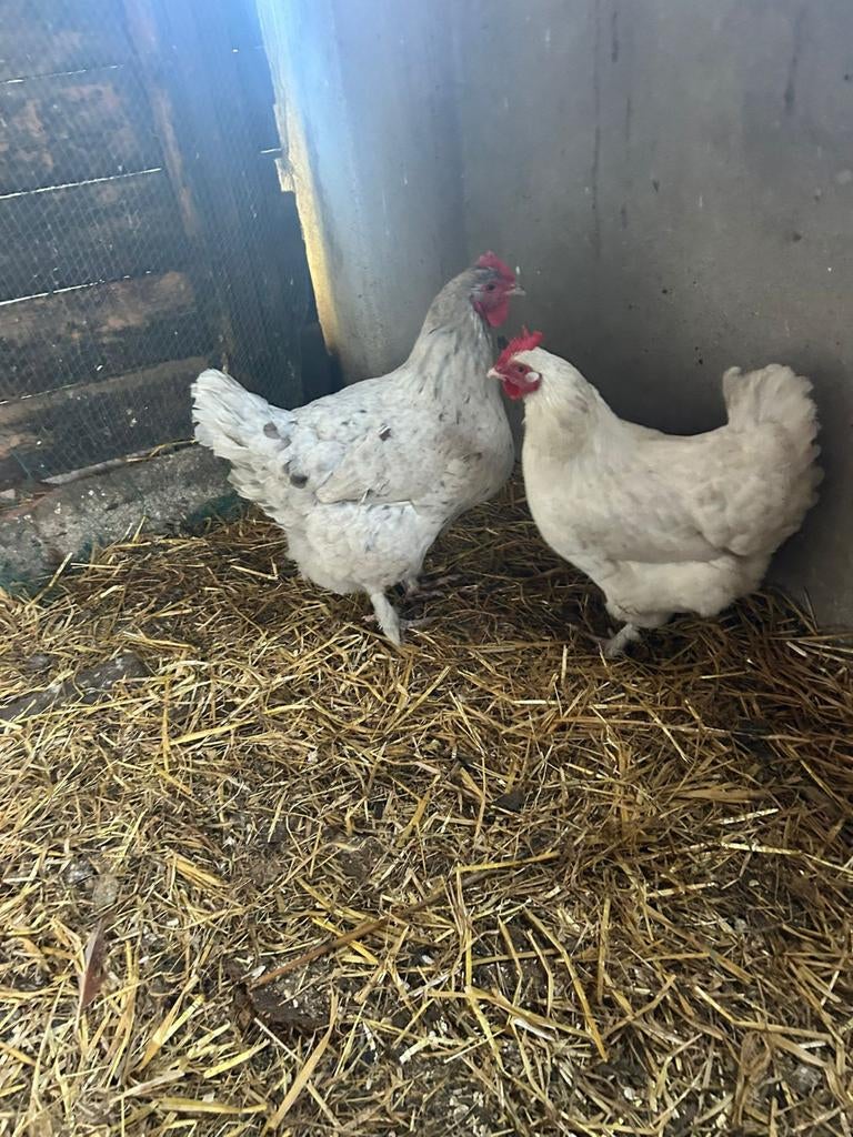 2 Brahma Kippen Groot Ras, Dieren en Toebehoren, Pluimvee, Vrouwelijk, Kip