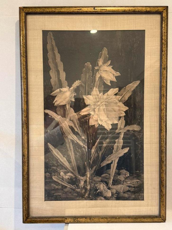 Litho Jan Voerman junior. Cactus., Antiek en Kunst, Kunst | Litho's en Zeefdrukken, Ophalen of Verzenden