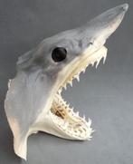 Taxidermi Opgezette Haai Kop Spitsneushaai Zandhaai, Ophalen of Verzenden, Gebruikt, Wild dier, Opgezet dier