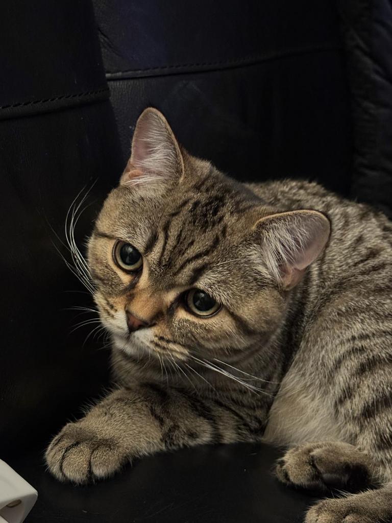 Britse korthaar tabby, Kater