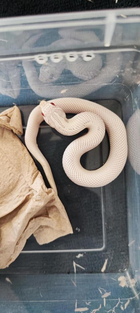 haakneusslang super yeti Hognose Snake - female for sale from Bob_D