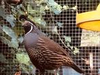 Te koop mooie Californische kuifkwartel, volwassen man., Dieren en Toebehoren, Mannelijk