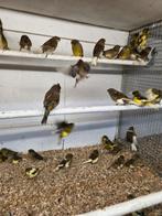 Vele glosters kanaries, Dieren en Toebehoren, Vogels | Kanaries, Meerdere dieren, Kleurkanarie