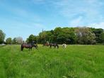 pensionstal in Stompwijk met weide heeft 1 stal vrij, Dieren en Toebehoren, Stalling en Weidegang, Weidegang, 1 paard of pony