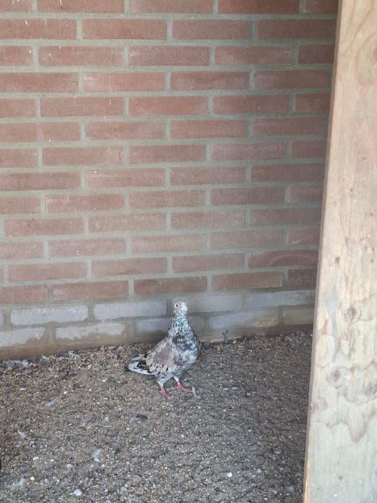 Sierduif, Dieren en Toebehoren, Vogels | Duiven, Mannelijk