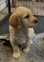 Te koop blonde, abrikoos kleurige labradoodle pups, Nederland, Parvo, Overige rassen, 8 tot 15 weken
