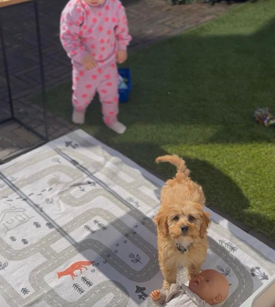 Cockapoo pup teefje, Dieren en Toebehoren, HCC (leverziekte), Overige rassen, 8 tot 15 weken, Teef