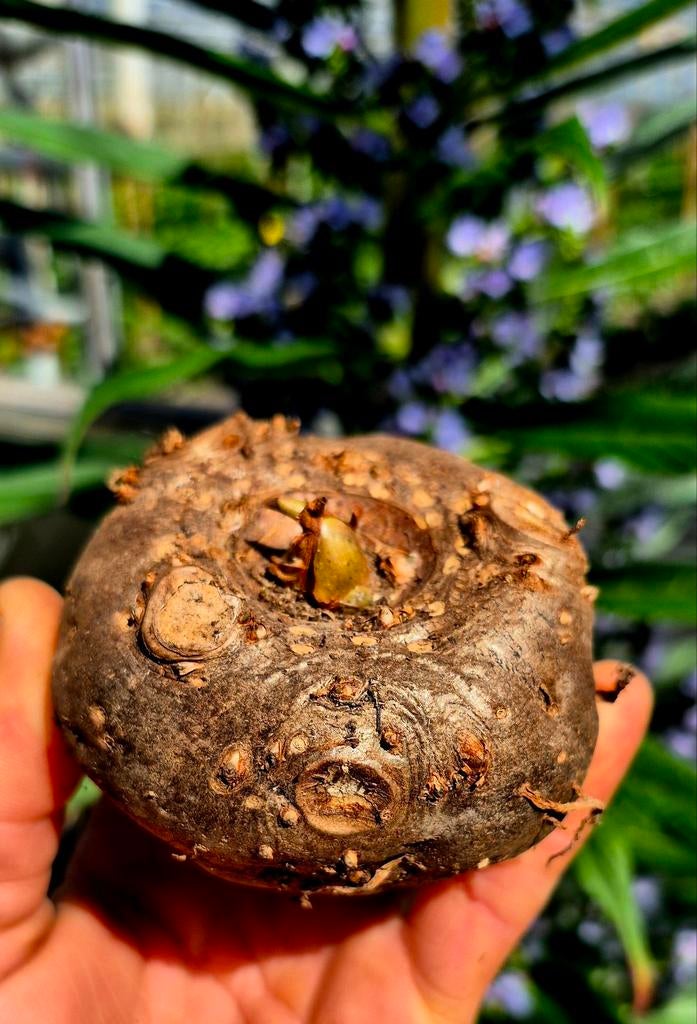 Amorphophallus Konjac Knollen - Diverse Maten Beschikbaar, Ophalen of Verzenden, Voorjaar, Halfschaduw, Knol