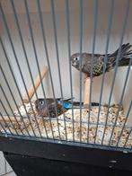 Koppel Wildkleur bourks, Dieren en Toebehoren, Vogels | Parkieten en Papegaaien, Meerdere dieren, Parkiet