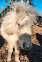 Palemino hengstje, Merrie