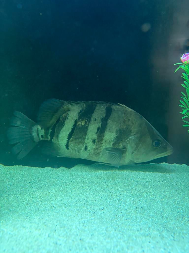 SPOTPRIJS Datnioides Microlepis Sumatra Tijgerbaars, Dieren en Toebehoren, Vissen | Aquariumvissen, Zoetwatervis, Vis, Schoolvis