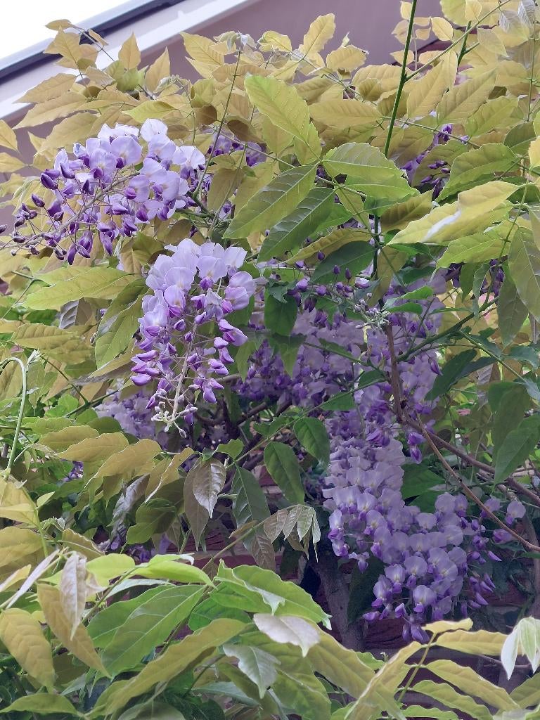 Aanbieding: Blauwe Regen met (bloem)knoppen 150-175 cm hoog!, Tuin en Terras, Planten | Tuinplanten, Volle zon, Vaste plant, Ophalen of Verzenden