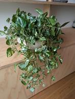 Verigated Pathos Hanging Houseplant, Ophalen, Halfschaduw, Minder dan 100 cm