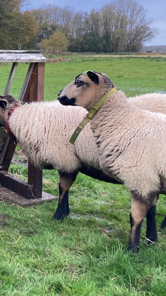 Maasduinen schaap ooi, Dieren en Toebehoren, Vrouwelijk, Schaap