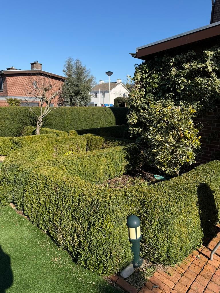 Buxushaag te koop – 65 cm hoog – 45 meter, Tuin en Terras, Planten | Struiken en Hagen, Ophalen, Buxus, Haag, Minder dan 100 cm