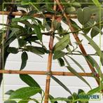 Leibomen divers, Ophalen, Halfschaduw, Overige soorten, Minder dan 100 cm