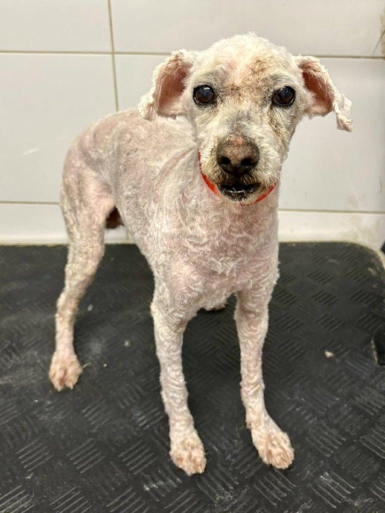 ACE: Einstein is een sociaal en moedig hondje!, Particulier, Reu, Buitenland, Parvo