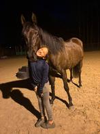 Zwarte parel met een hart van goud 🖤, Dieren en Toebehoren, Paarden, Met stamboom, Ruin, Zadelmak, 160 tot 165 cm