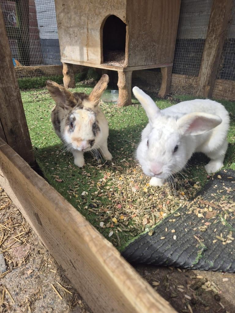 2 konijntjes 1,5 jaar oud, Dieren en Toebehoren, Konijnen, Meerdere dieren