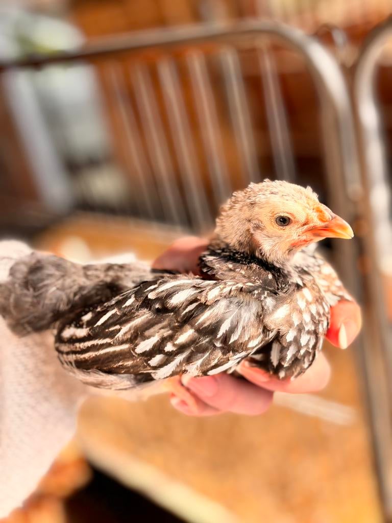 wyandotte kriel zwart-wit kuikens, Dieren en Toebehoren, Pluimvee, Vrouwelijk, Kip