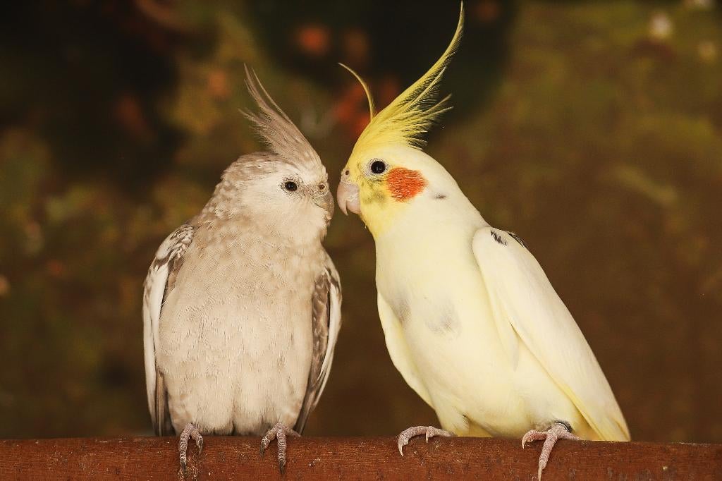 Valkparkieten broedrijp | Divers aanbod | Deskundig advies, Meerdere dieren, Overige soorten