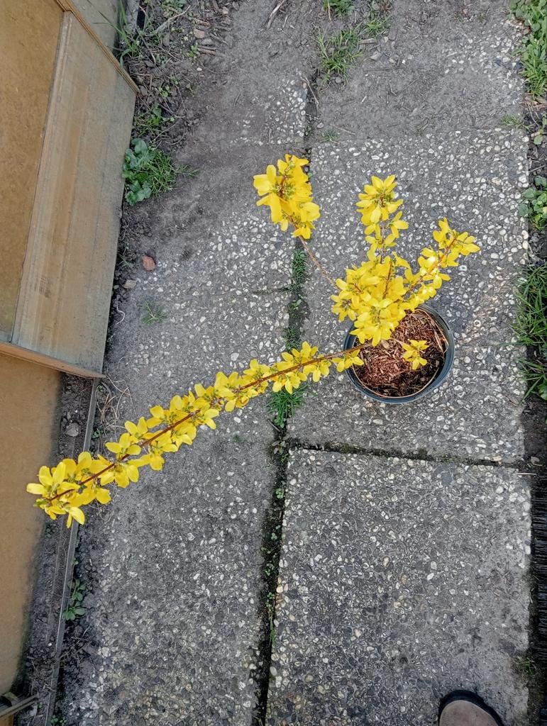 Forsythia in pot, Ophalen