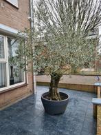 Olijfboom(oud), Bloeit niet, Overige soorten, 100 tot 250 cm, Ophalen