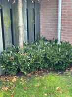 Prunus laurocerasus Otto Luyken - Laurierkers, Ophalen, Zomer, Halfschaduw, Overige soorten