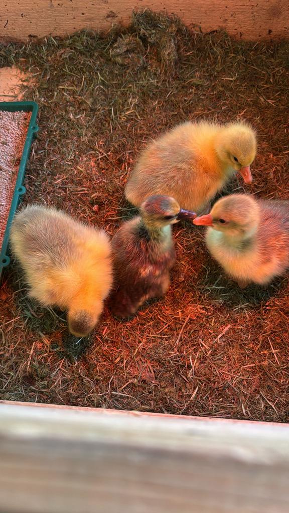 Ganzenkuikens te koop, Dieren en Toebehoren, Pluimvee, Mannelijk, Kip