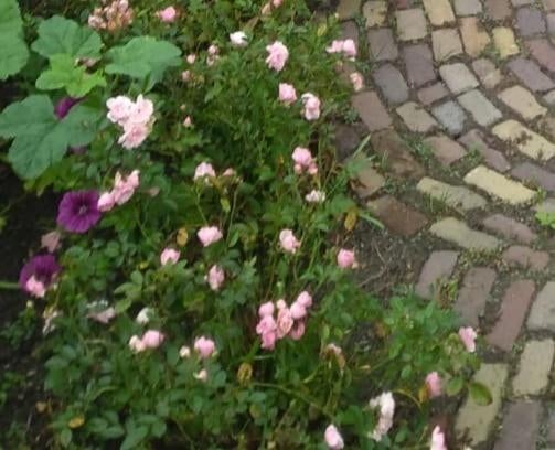 Meerdere Roze baby / mini roos/ struikroos/ rozen, Tuin en Terras, Planten | Struiken en Hagen, Ophalen, Overige soorten, Minder dan 100 cm
