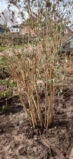 Paarse Vlinderstruik - 1.80m hoog, Tuin en Terras, Planten | Tuinplanten, Ophalen