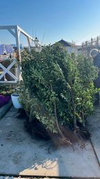 GRATIS Portugese laurierkers ca 2m hoog 15 stuks, Ophalen of Verzenden, Bloeit niet, Halfschaduw, Overige soorten