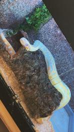 Albino labyrinth tijgerpython, Dieren en Toebehoren, Reptielen en Amfibieën, Slang, Met terrarium, 3 tot 6 jaar