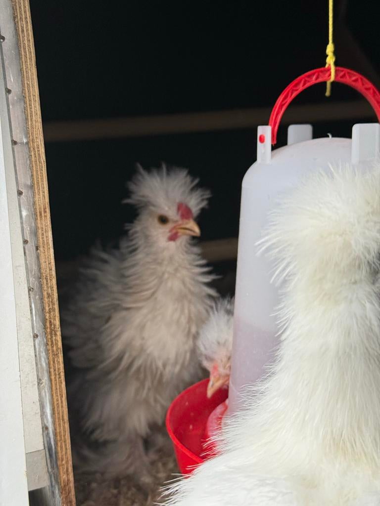Zijdehoen USA krulveer haantje kuiken wit, Dieren en Toebehoren, Pluimvee, Mannelijk, Kip