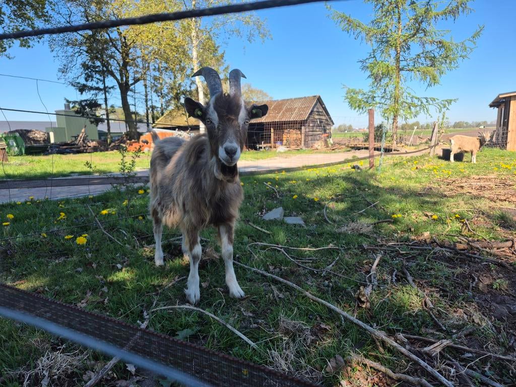 Toggenburger bok 2025, Mannelijk, Geit, 0 tot 2 jaar