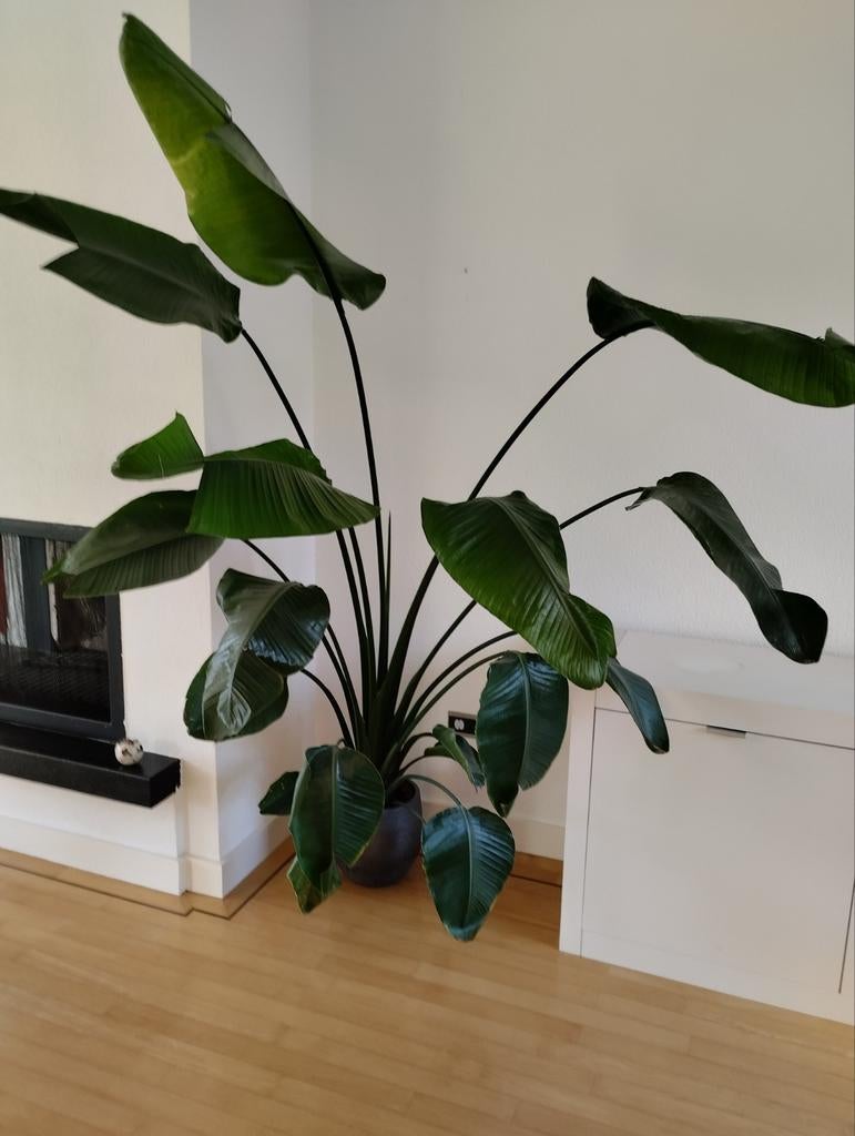 Grote Strelitzia in pot, Huis en Inrichting, Kamerplanten, Ophalen, In pot, Halfschaduw, 200 cm of meer