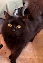 Meerdere katten/poezen en kittens (goed lezen) !!!, Meerdere dieren